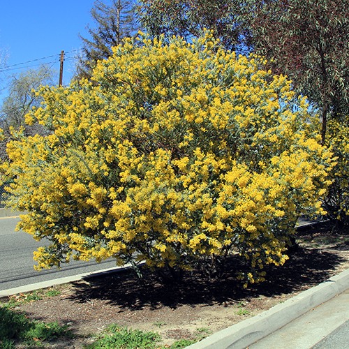 Knifeleaf Acacia - Acacia cultriformis