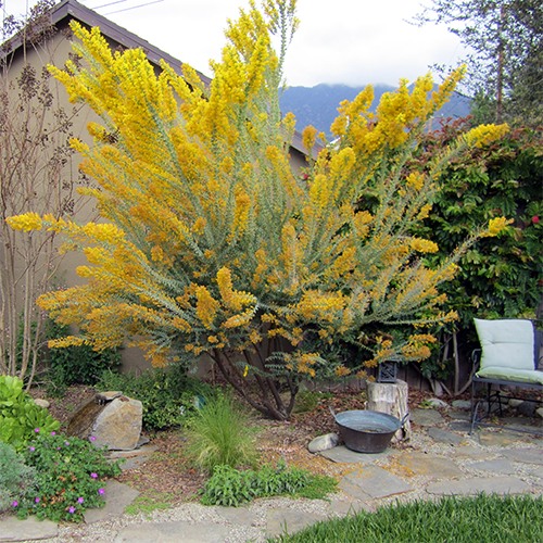 knifeleaf-acacia-acacia-cultriformis