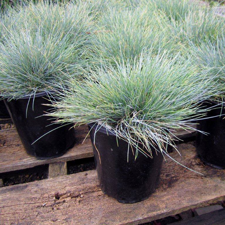 Blue Fescue - Festuca glauca