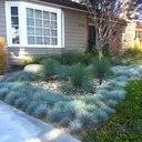 blue-fescue-festuca-glauca