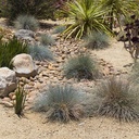 blue-fescue-festuca-glauca