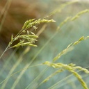 blue-fescue-festuca-glauca