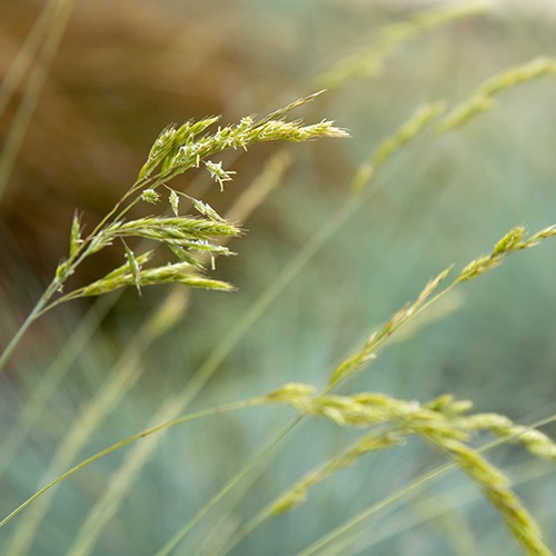 Blue Fescue - Festuca glauca