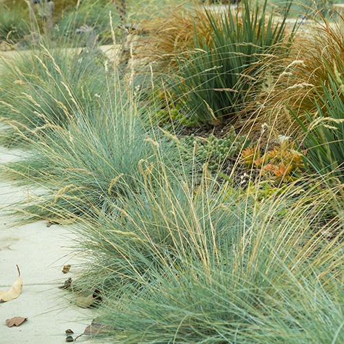 blue-fescue-festuca-glauca