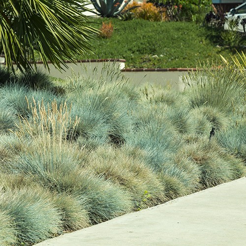 blue-fescue-festuca-glauca