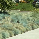 blue-fescue-festuca-glauca