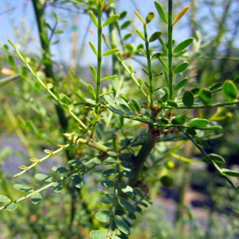 palo-verde-cercidium-x-desert-museum