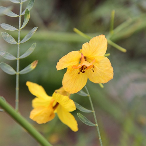 palo-verde-cercidium-x-desert-museum