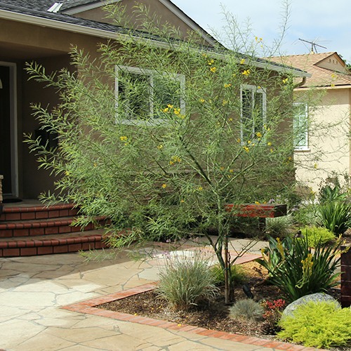 Palo Verde - Cercidium 'Desert Museum'