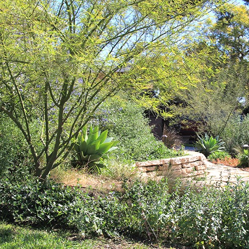palo-verde-cercidium-x-desert-museum