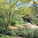 palo-verde-cercidium-x-desert-museum