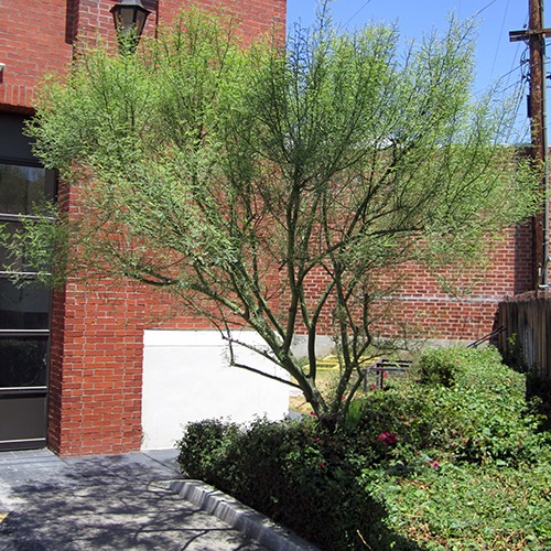Palo Verde - Cercidium 'Desert Museum'