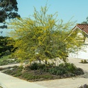 palo-verde-cercidium-x-desert-museum