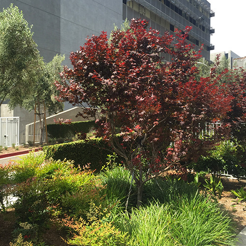 japanese-maple-acer-palmatum-bloodgood