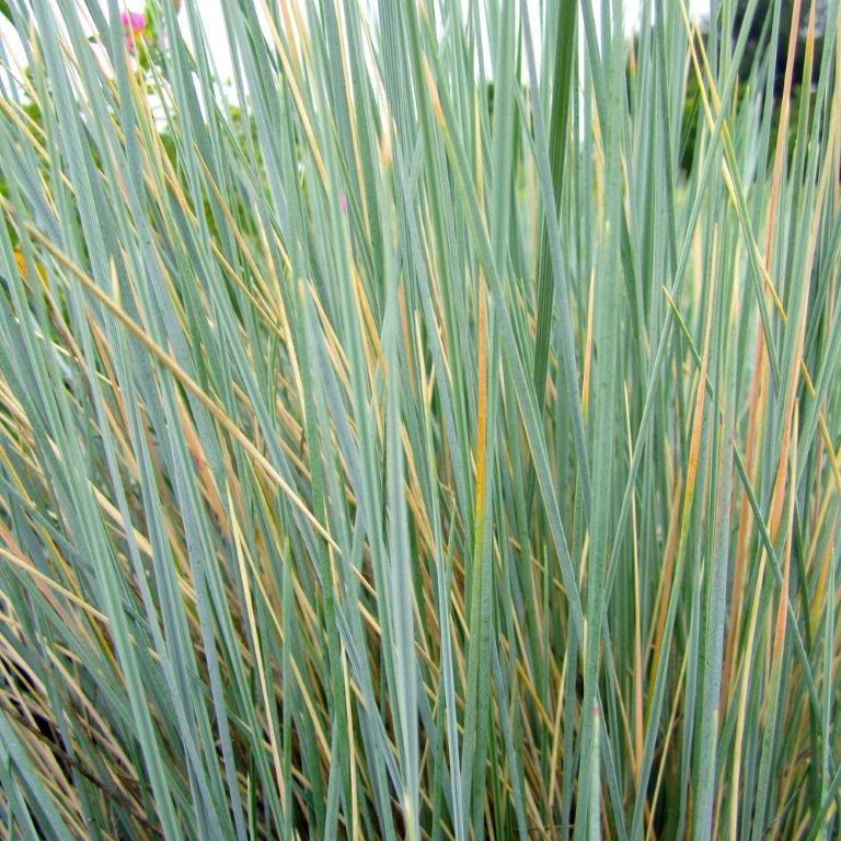 Blue Oat Grass - Helictotrichon sempervirens