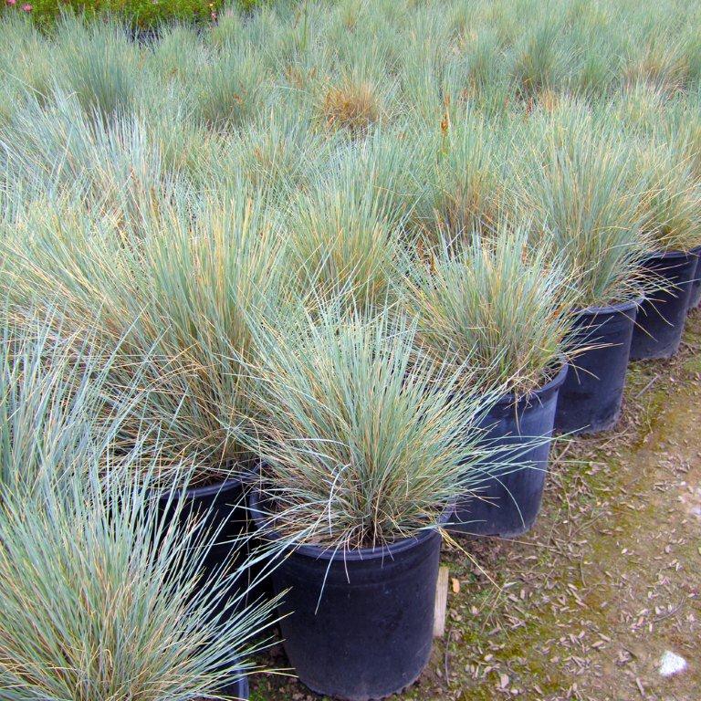 blue-oat-grass-helictotrichon-sempervirens