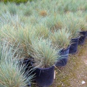 blue-oat-grass-helictotrichon-sempervirens