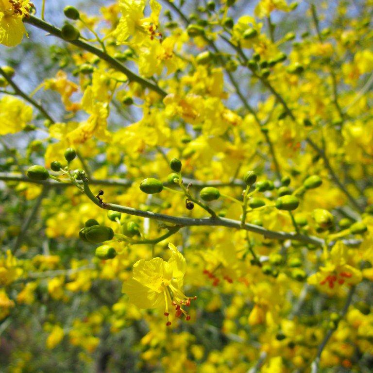 Blue Palo Verde - Cercidium floridum