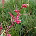 red-yucca-hesperaloe-parviflora
