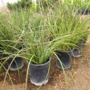 red-yucca-hesperaloe-parviflora