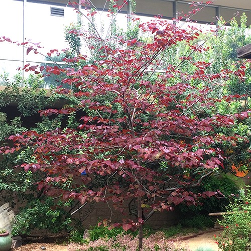Forest Pansy Redbud - Multi Trunk - Cercis occidentalis 'Forest Pansy'