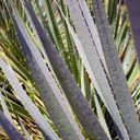 desert-spoon-dasylirion-wheeleri