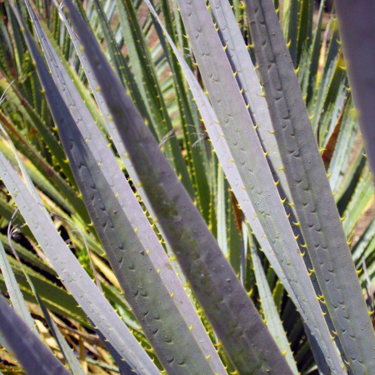 Desert Spoon - Dasylirion wheeleri