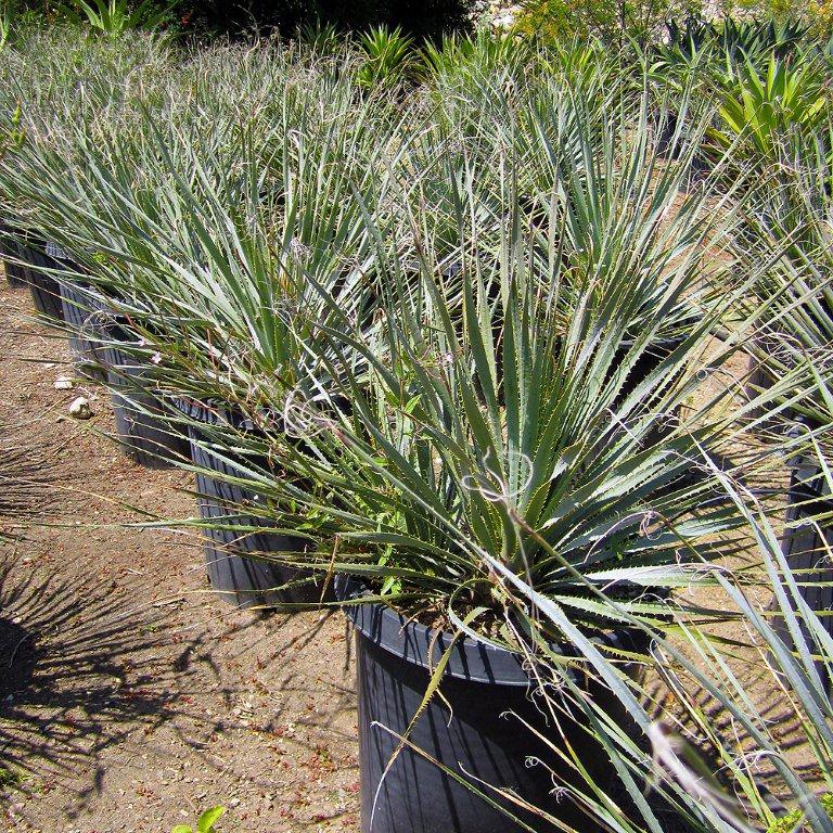 Desert Spoon - Dasylirion wheeleri