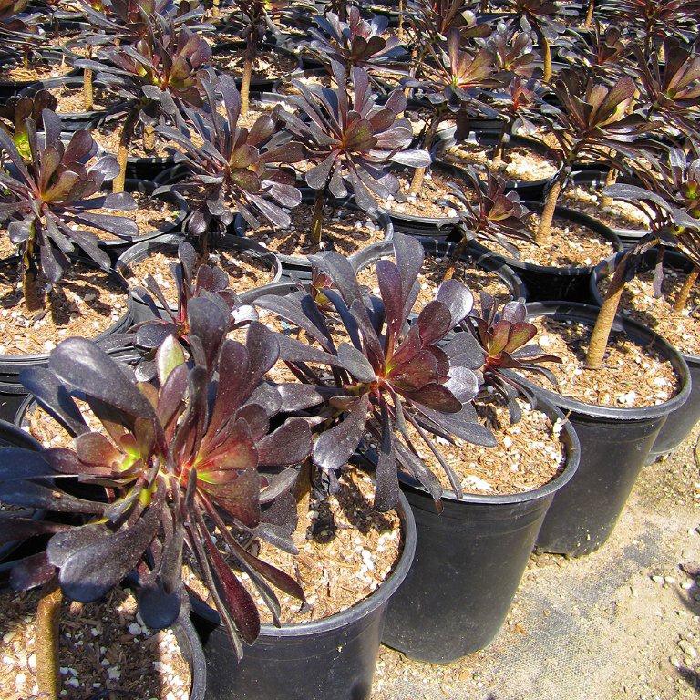 Black Aeonium - Aeonium arboreum 'Atropurpurea'