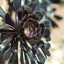 black-aeonium-aeonium-arboreum-atropurpurea