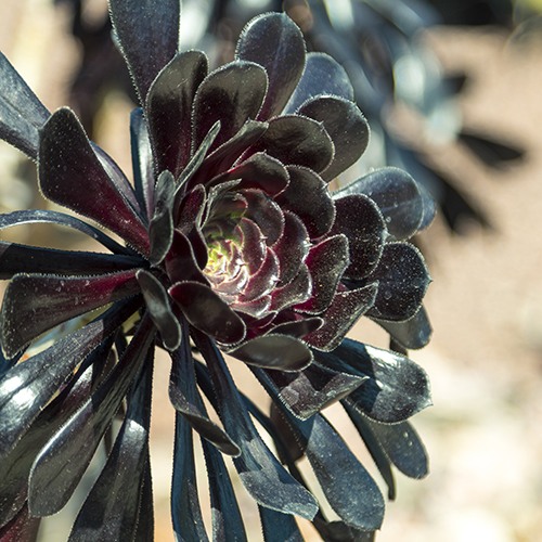 Black Aeonium - Aeonium arboreum 'Atropurpurea'