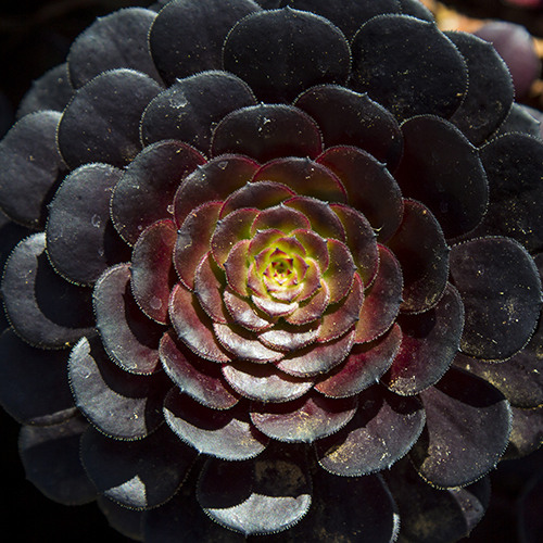 Black Aeonium - Aeonium arboreum 'Atropurpurea'