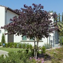 forest-pansy-redbud-single-trunk-cercis-occidentalis-forest-pansy