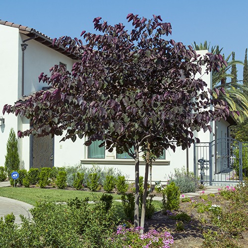 Forest Pansy Redbud (single Trunk) - Cercis occidentalis 'Forest Pansy'