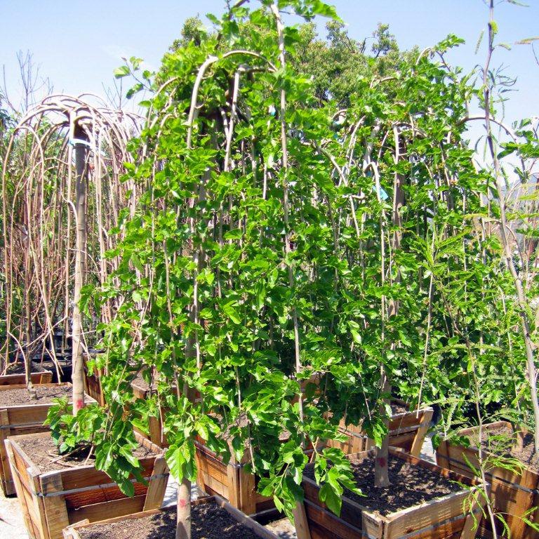 Teas Weeping Mulberry - Morus alba 'Pendula'