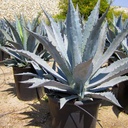 century-plant-agave-americana