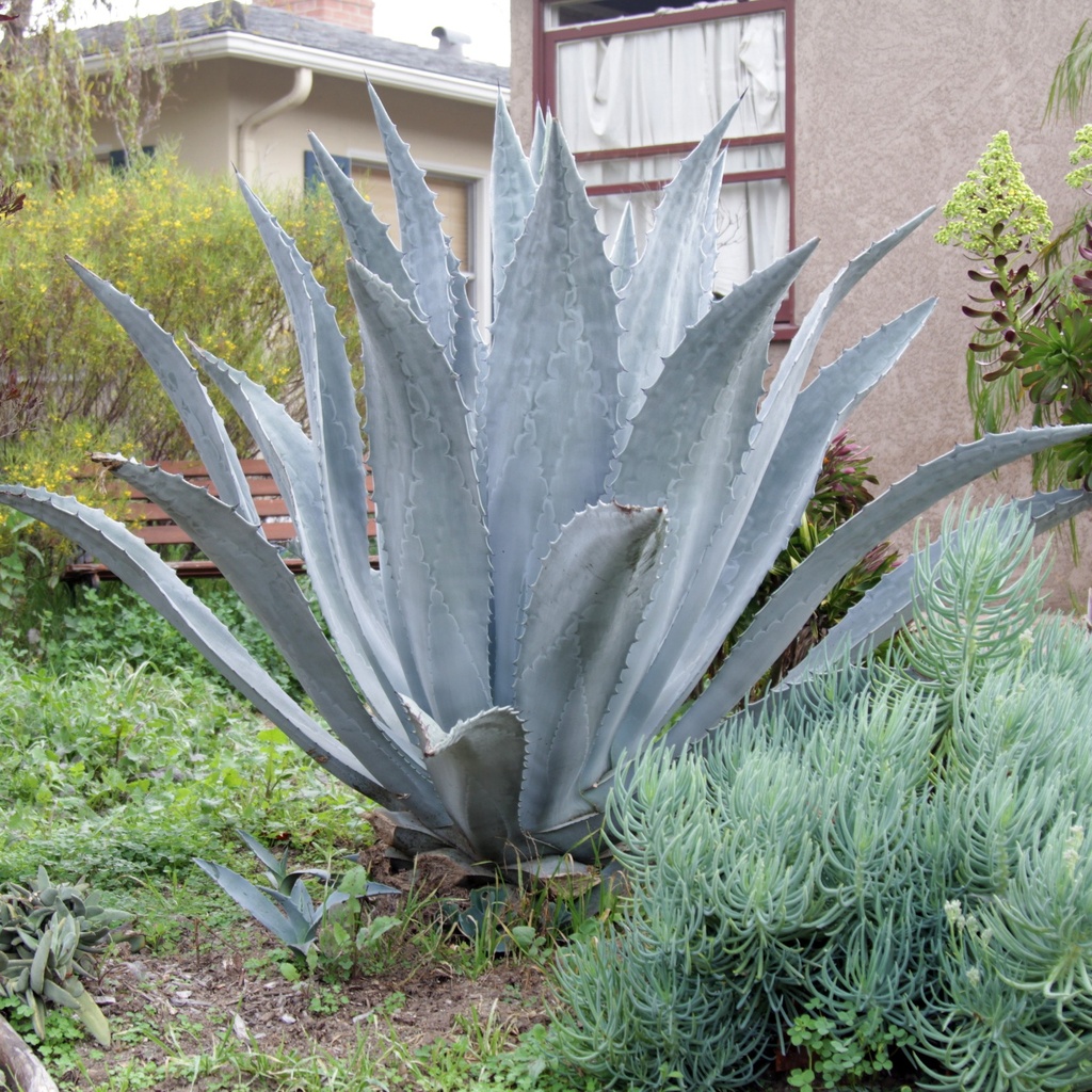 century-plant-agave-americana
