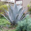 century-plant-agave-americana