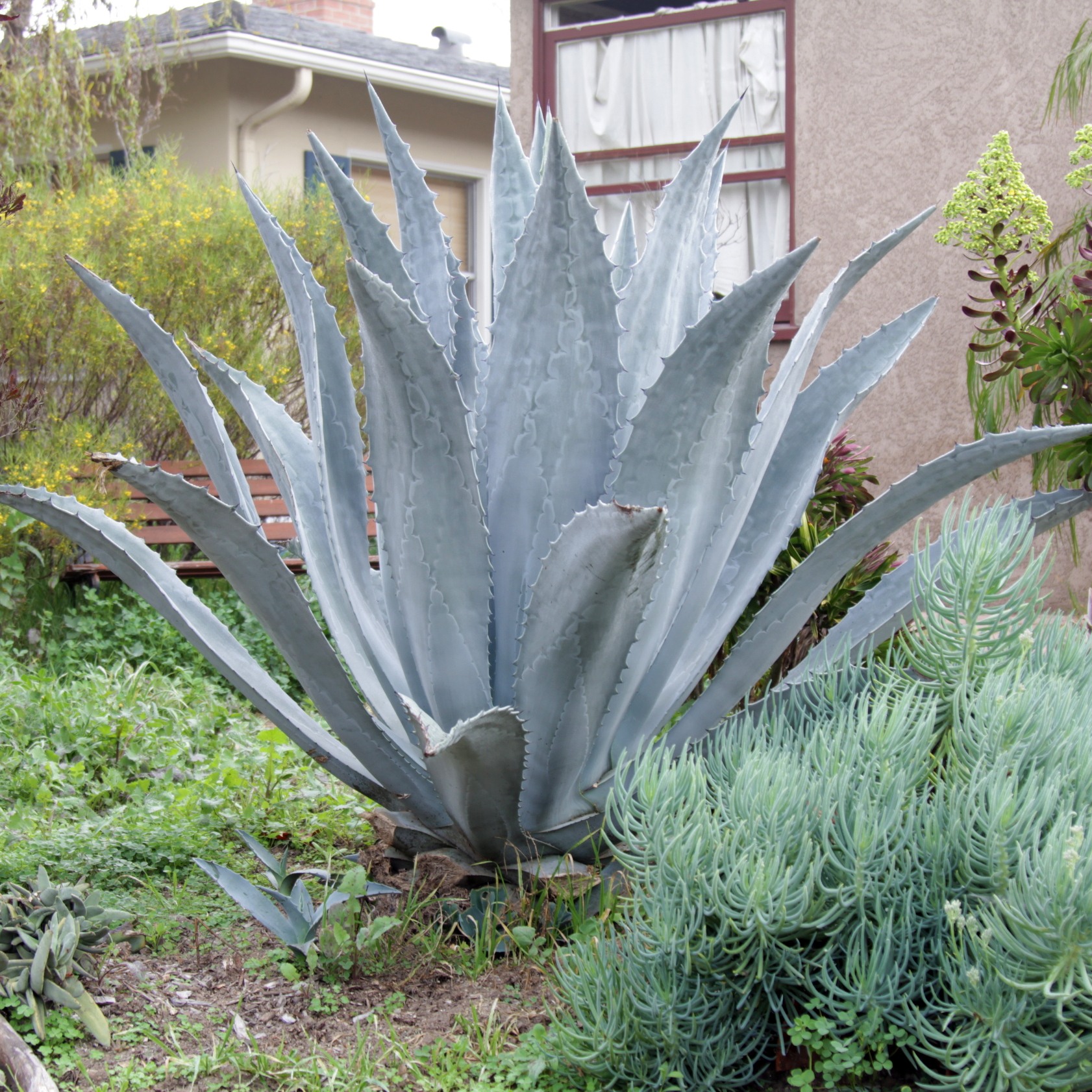 Century Plant - Agave americana