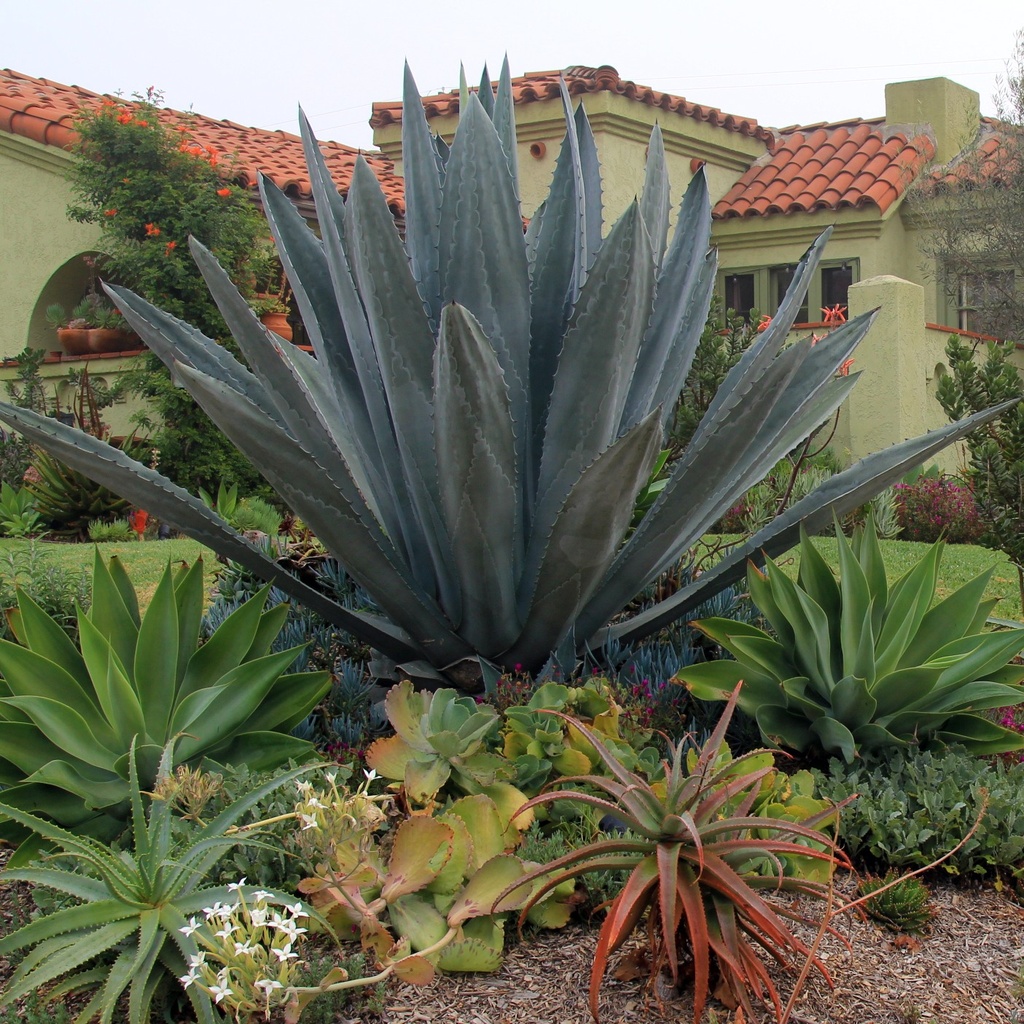 century-plant-agave-americana