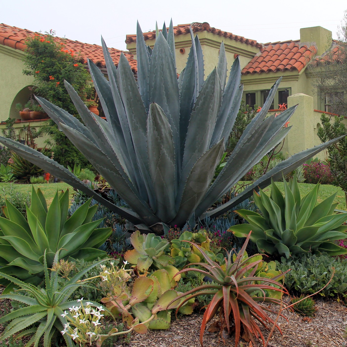 Century Plant - Agave americana