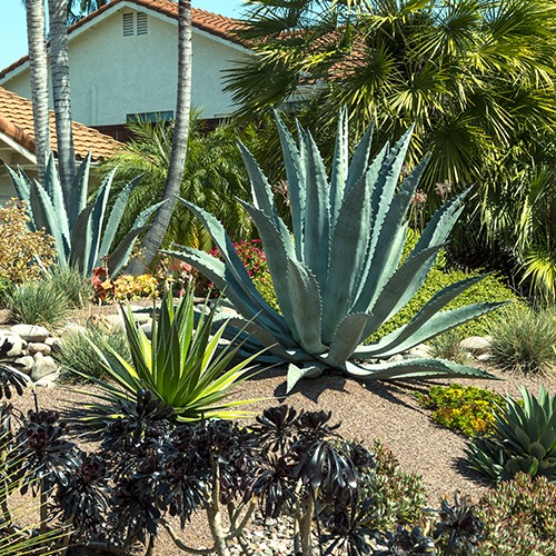 Century Plant - Agave americana