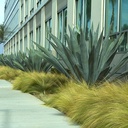 century-plant-agave-americana