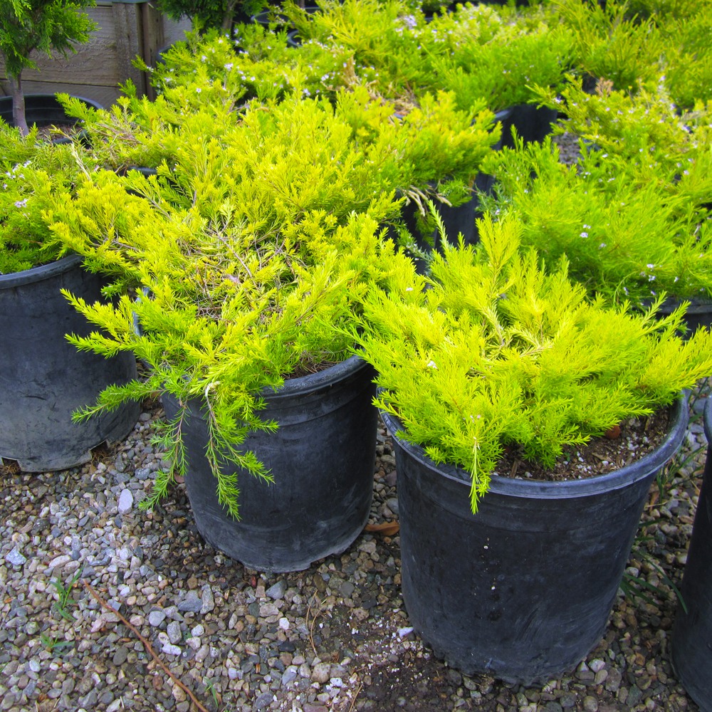 gold-breath-of-heaven-coleonema-pulchrum-sunset-gold
