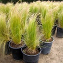 mexican-feather-grass-nassella-stipa-tenuissima