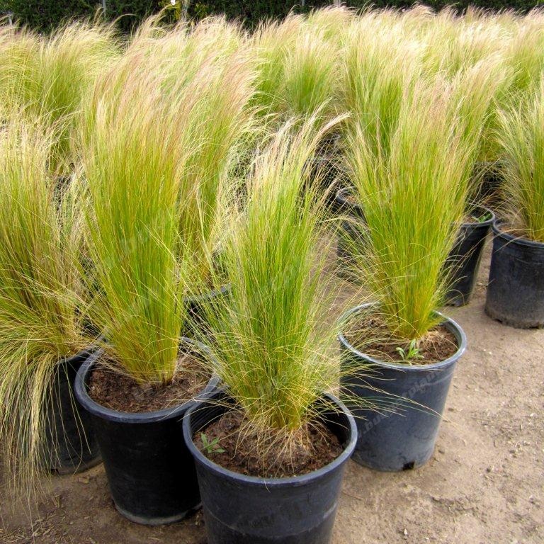 Mexican Feather Grass - Nassella (Stipa) tenuissima