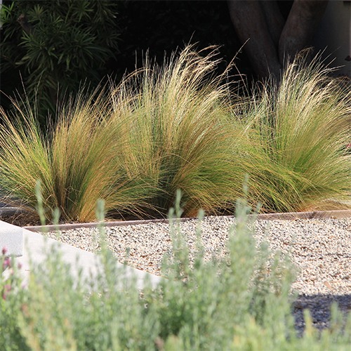 Mexican Feather Grass - Nassella (Stipa) tenuissima