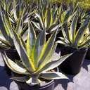 variegated-century-plant-agave-americana-marginata