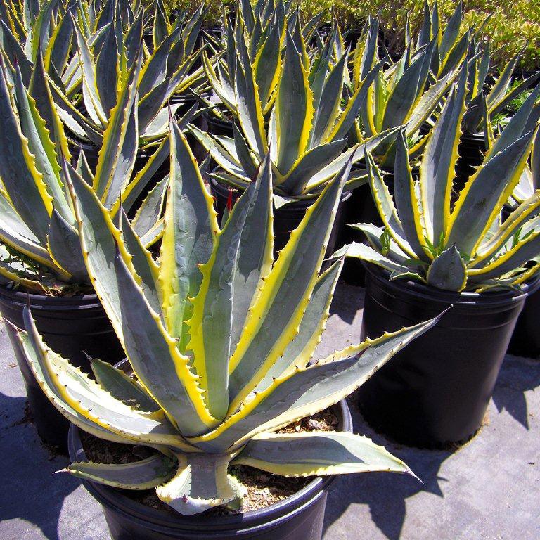 Variegated Century Plant - Agave americana 'Marginata'