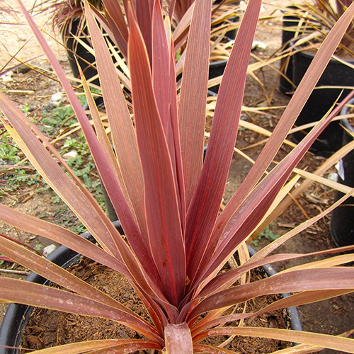 red-grass-palm-cordyline-australis-dark-star